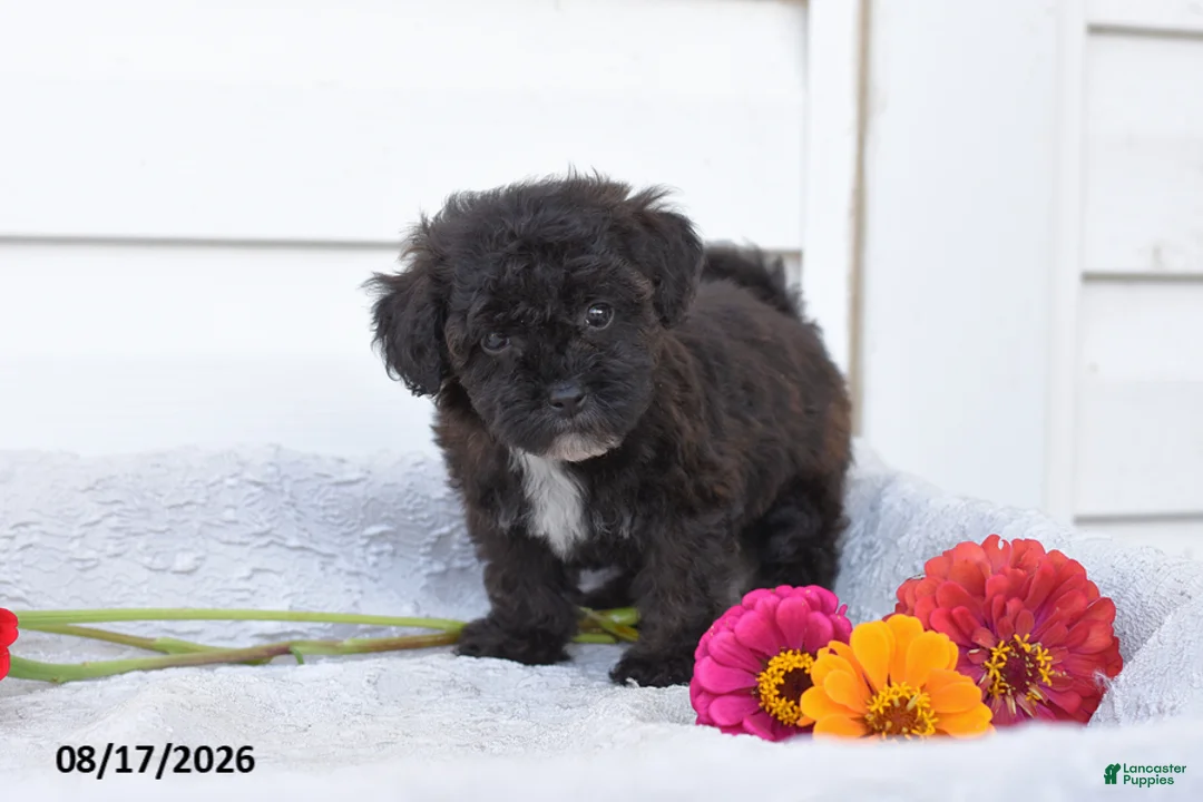 Yorkiepoo dogs for sale: Raven - Ad 2