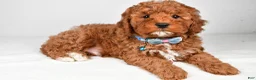 Cavapoo dogs for sale: Blaze f one b - Ad 8