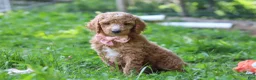 Standard Poodle dogs for sale: Hannah AKC - Ad 4