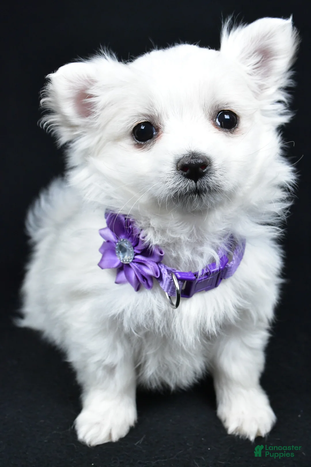 Maltese dogs for sale: Angie - Ad 7
