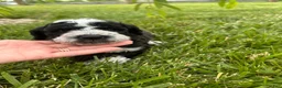 Bernedoodle dogs for sale: Birdie - Ad 4