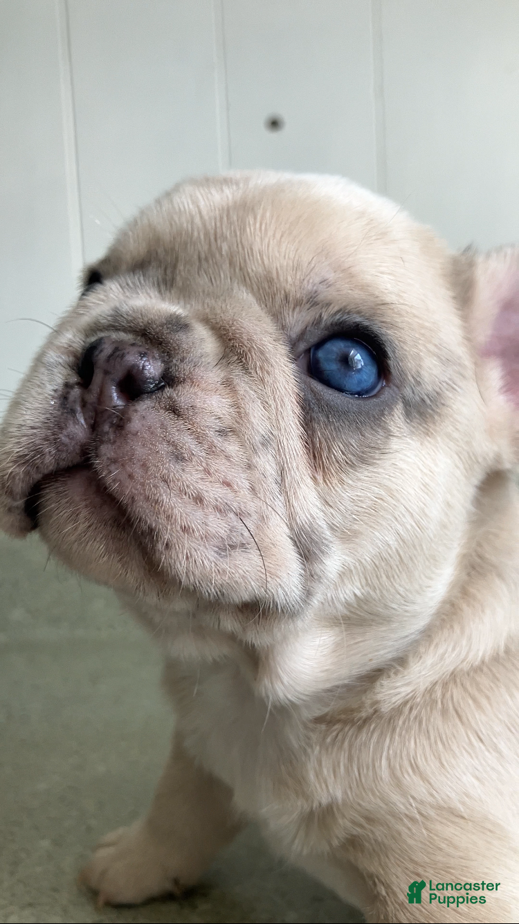 French Bulldog dogs Ghost - Ad 32
