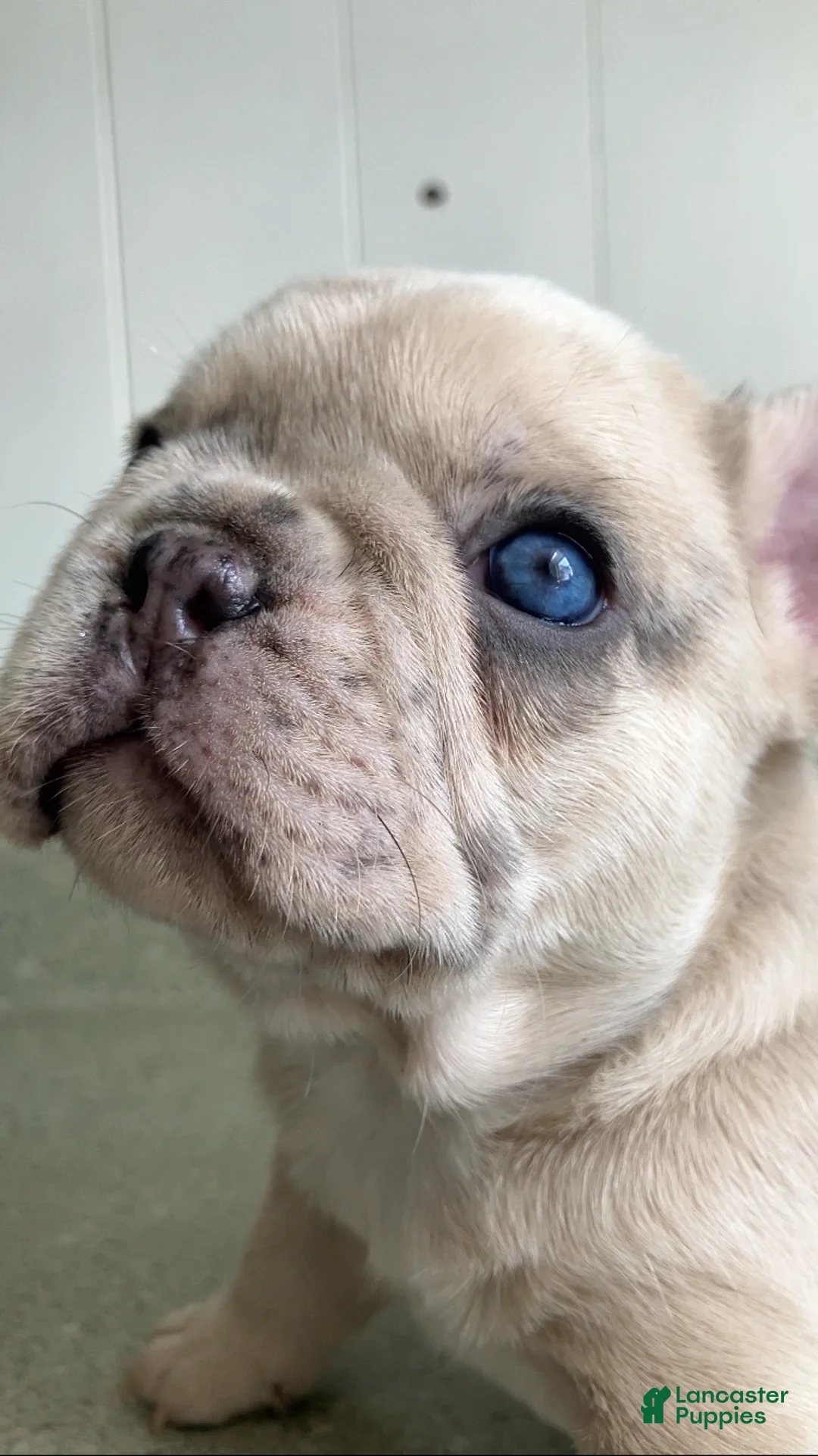 French Bulldog dogs for sale: Ghost - Ad 1