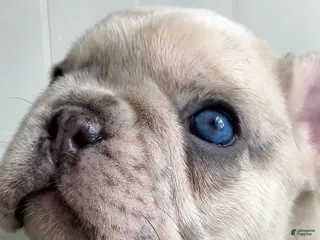 French Bulldog dogs Ghost - Ad 32