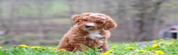 Standard Poodle dogs for sale: Molly - Ad 5