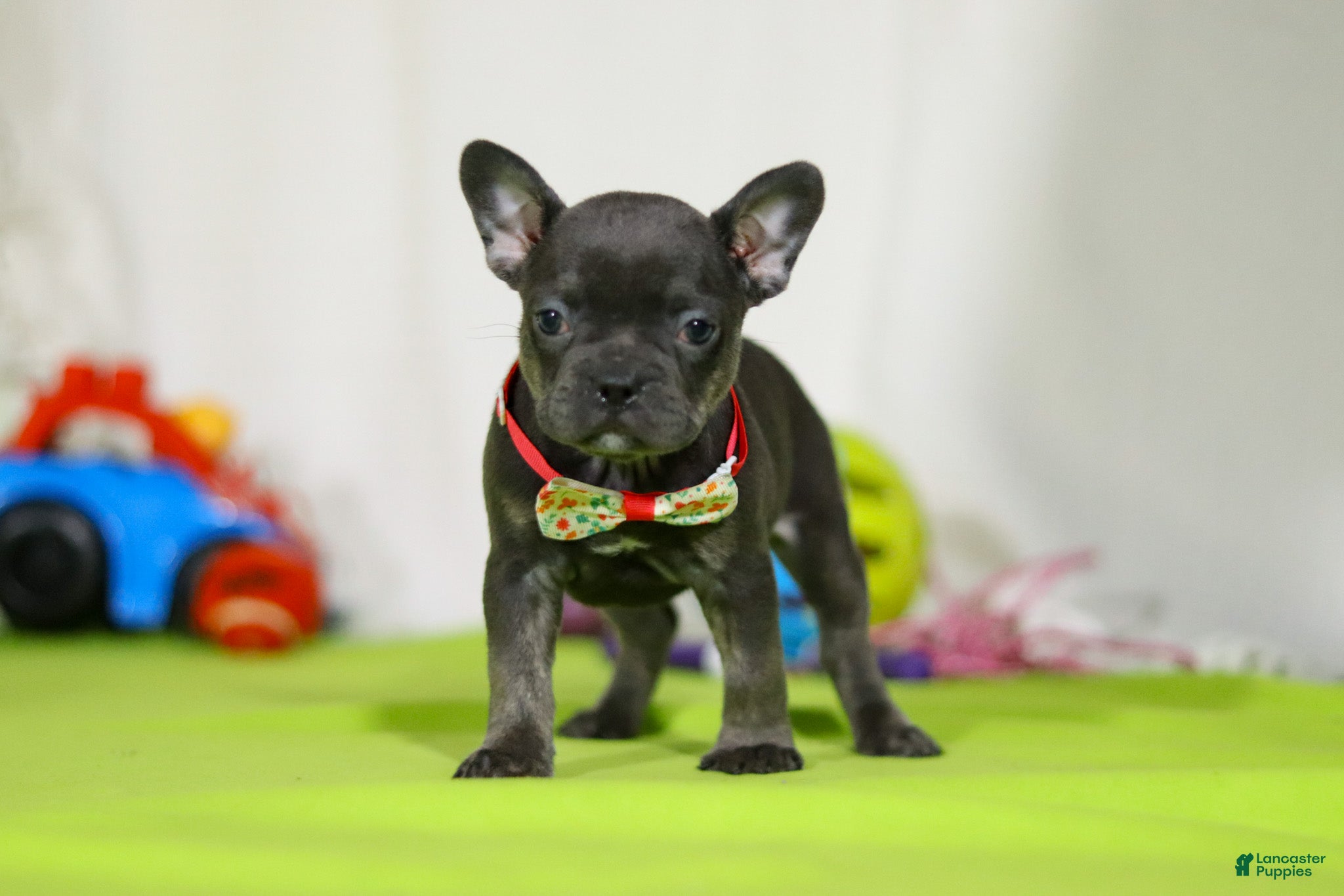 Mixed Breed dogs Sarah - Ad 15