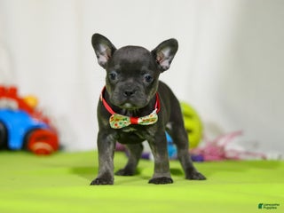 Mixed Breed dogs Sarah - Ad 17