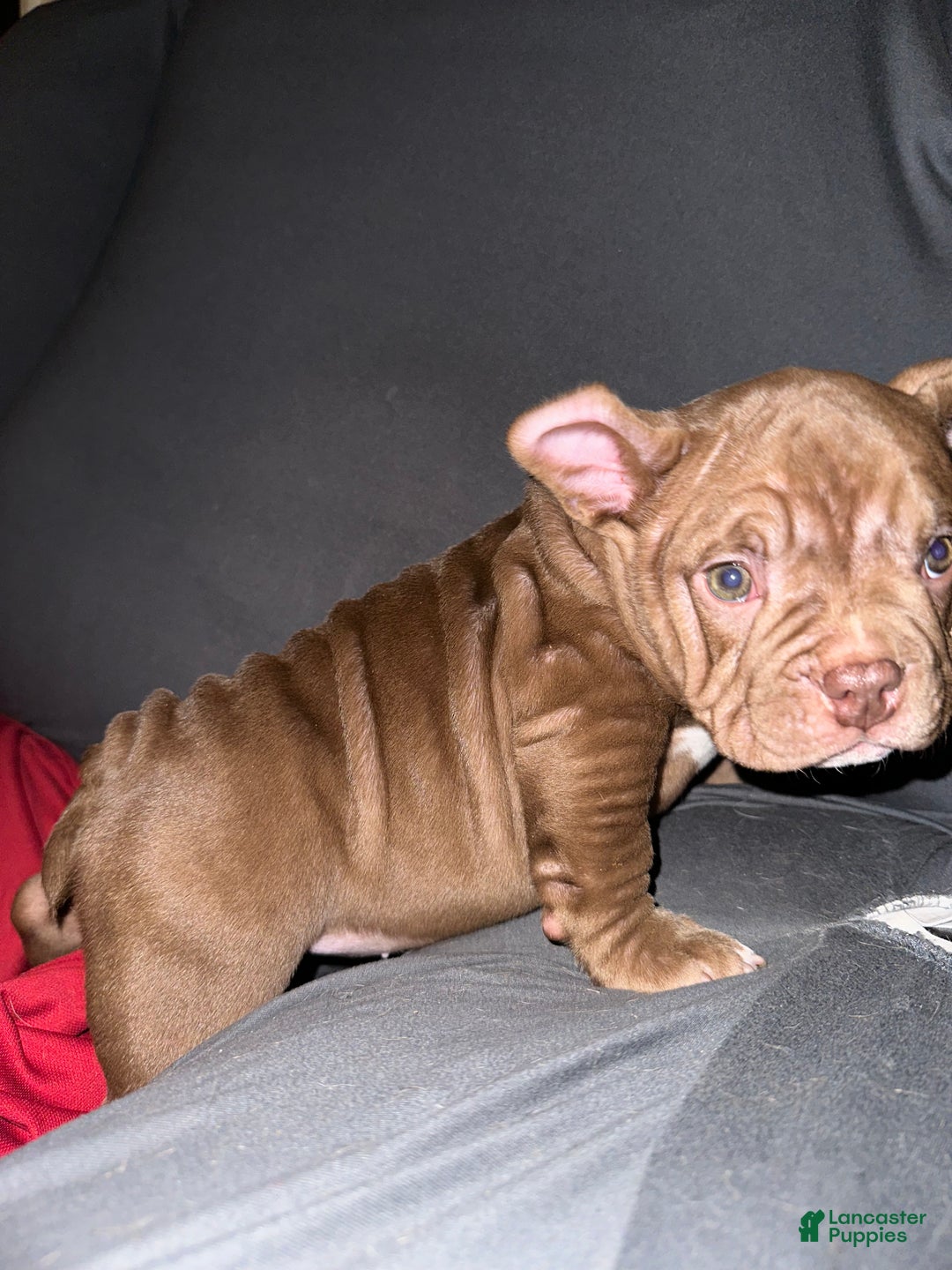 American Bully dogs for sale: Pepper - Ad 3