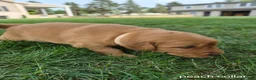 Golden Retriever dogs for sale: Willow (peach collar) - Ad 4