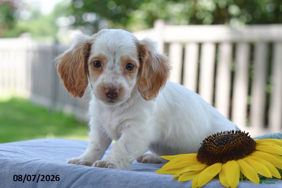 Miniature Dachshund dogs Tempo - Ad 1