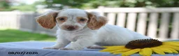 Miniature Dachshund dogs for sale: Tempo - Ad 1
