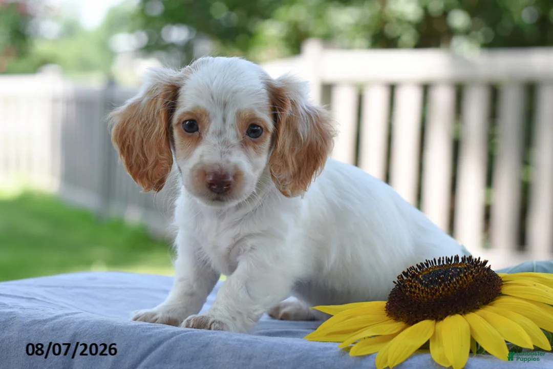 Miniature Dachshund dogs for sale: Tempo - Ad 1