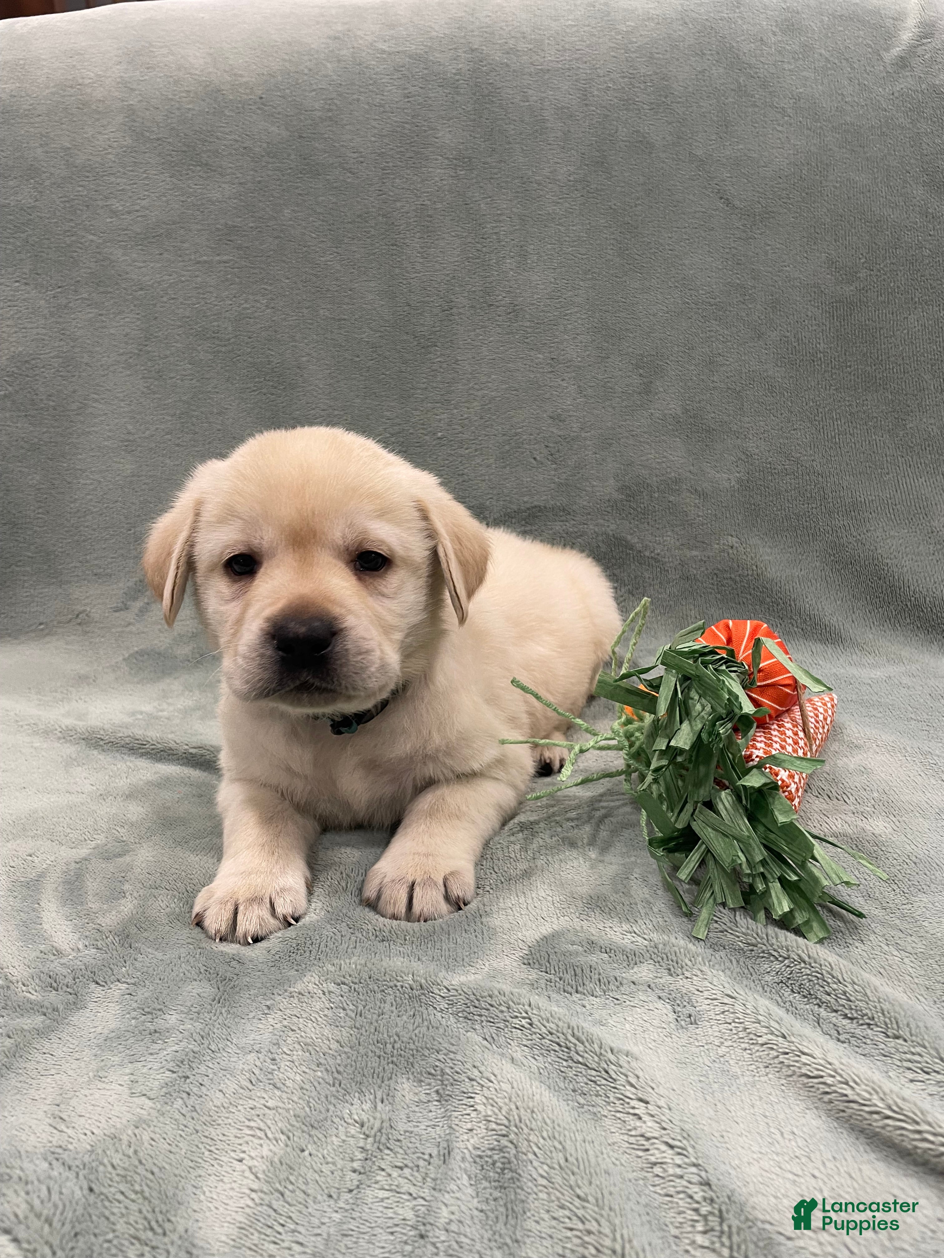 Labrador Retriever dogs Labrador Retriever collar Blue  - Ad 1