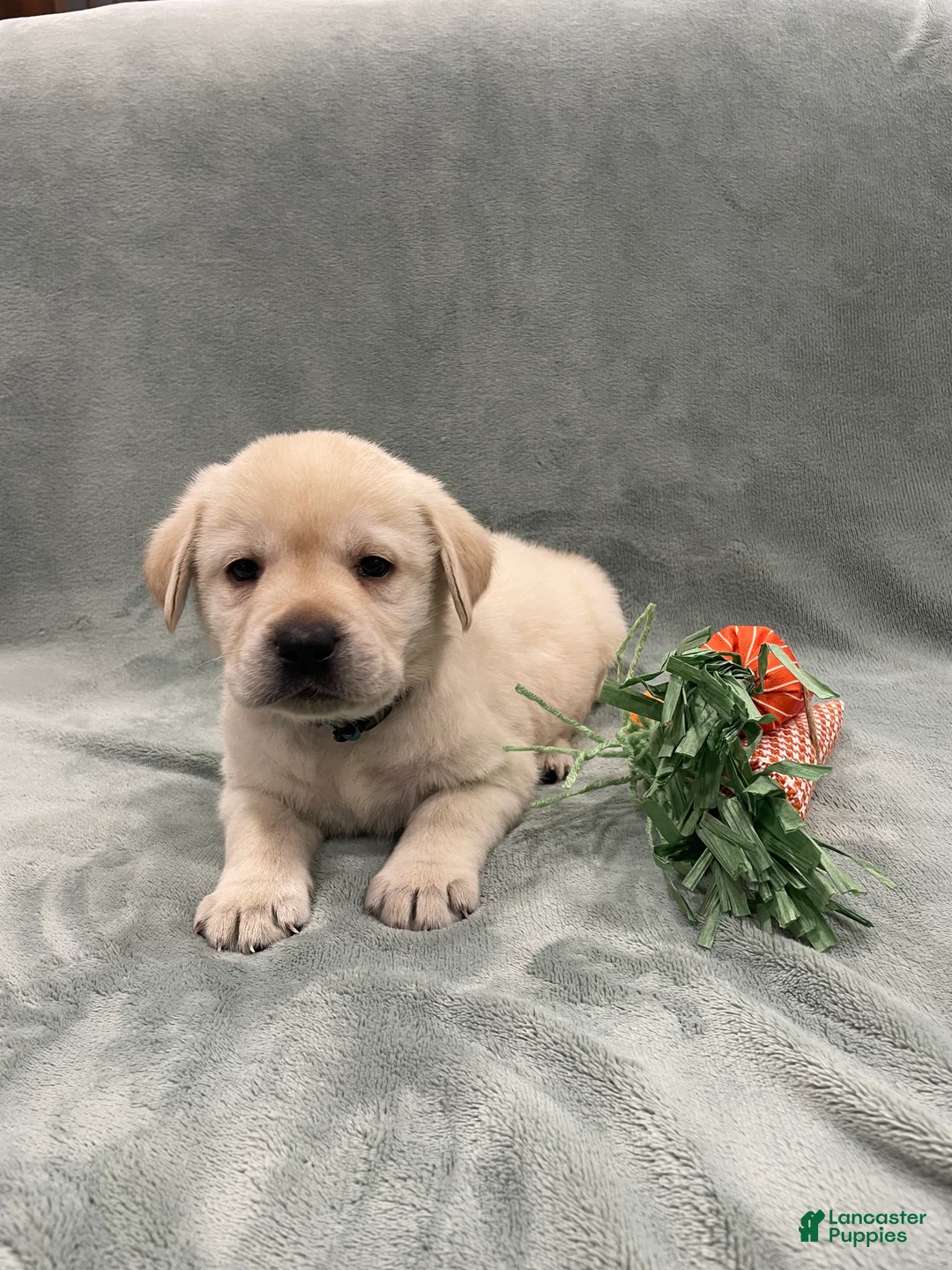 Labrador Retriever dogs for sale: Labrador Retriever collar Blue  - Ad 1