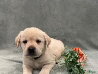 Labrador Retriever dogs for sale: Labrador Retriever collar Blue - Ad 2