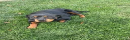Rottweiler dogs for sale: Abby - Ad 15