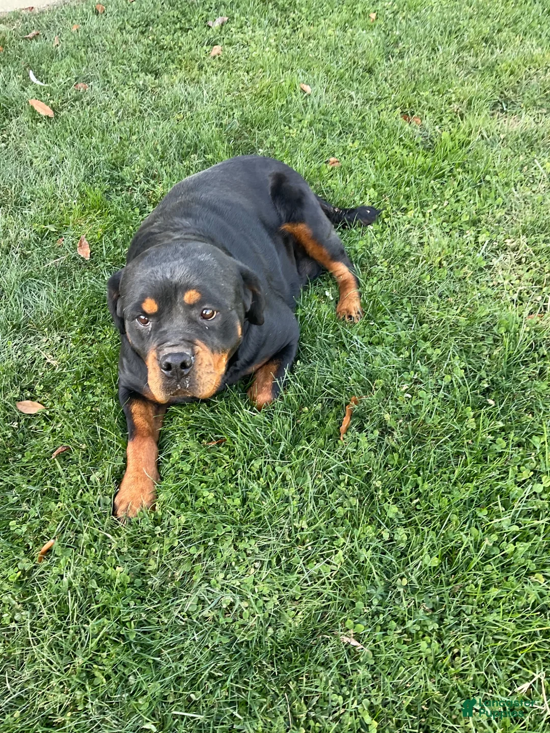 Rottweiler dogs for sale: Abby - Ad 15