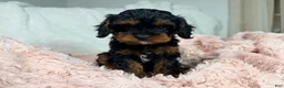 Cavapoo dogs for sale: Tootsie 🎀 - Ad 12