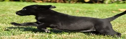 Labrador Retriever dogs for sale: Luna - Ad 3