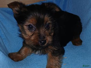Yorkshire Terrier dogs Brandon - Ad 38