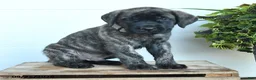 English Mastiff dogs for sale: Peter - Ad 4