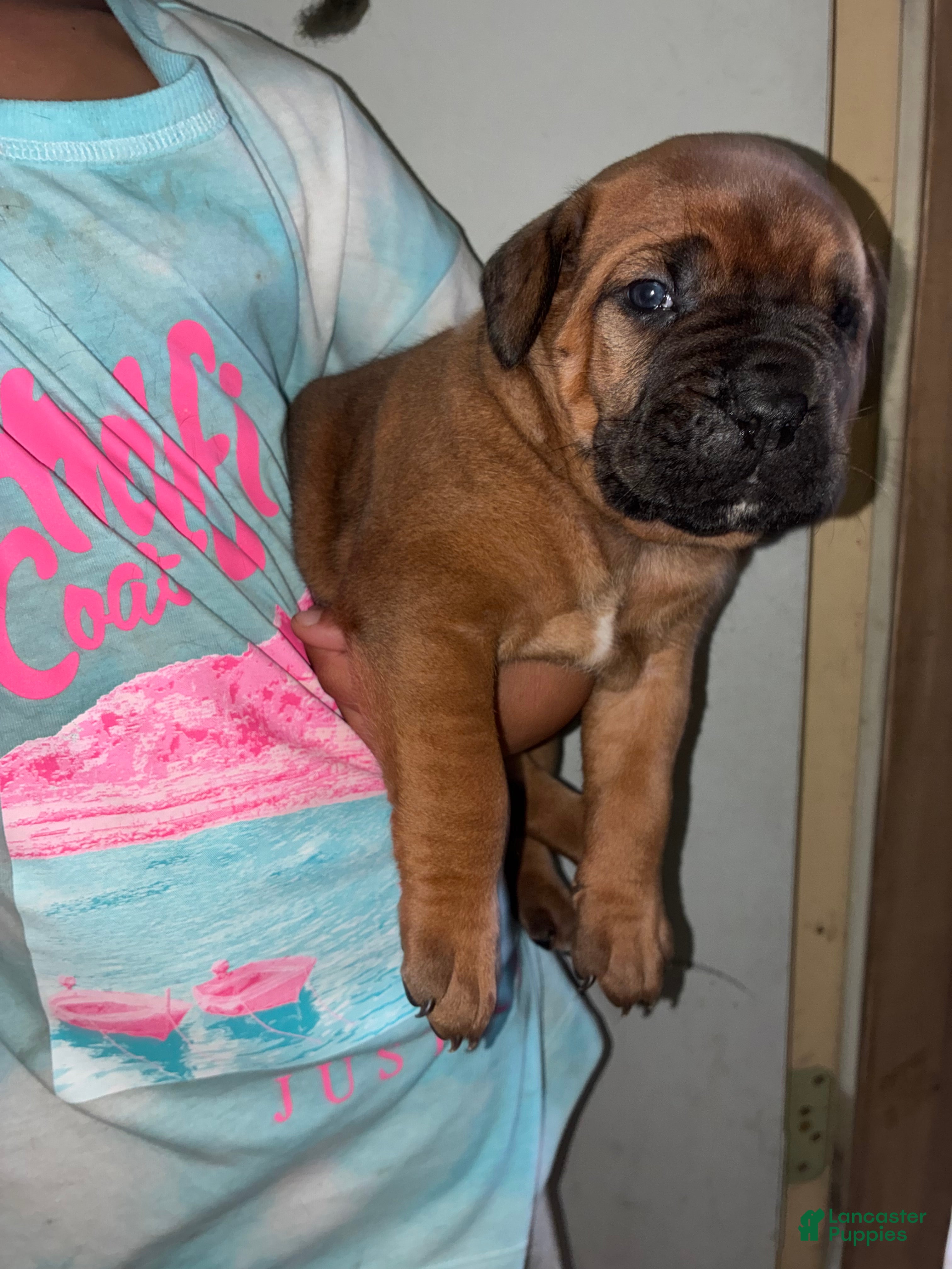 Cane Corso dogs Cane Corso 2 - Ad 38