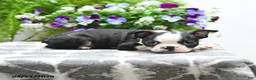 Boston Terrier dogs for sale: Kane - Ad 3