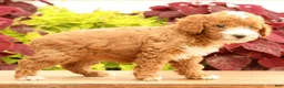 Miniature Poodle dogs for sale: Tessa - Ad 8
