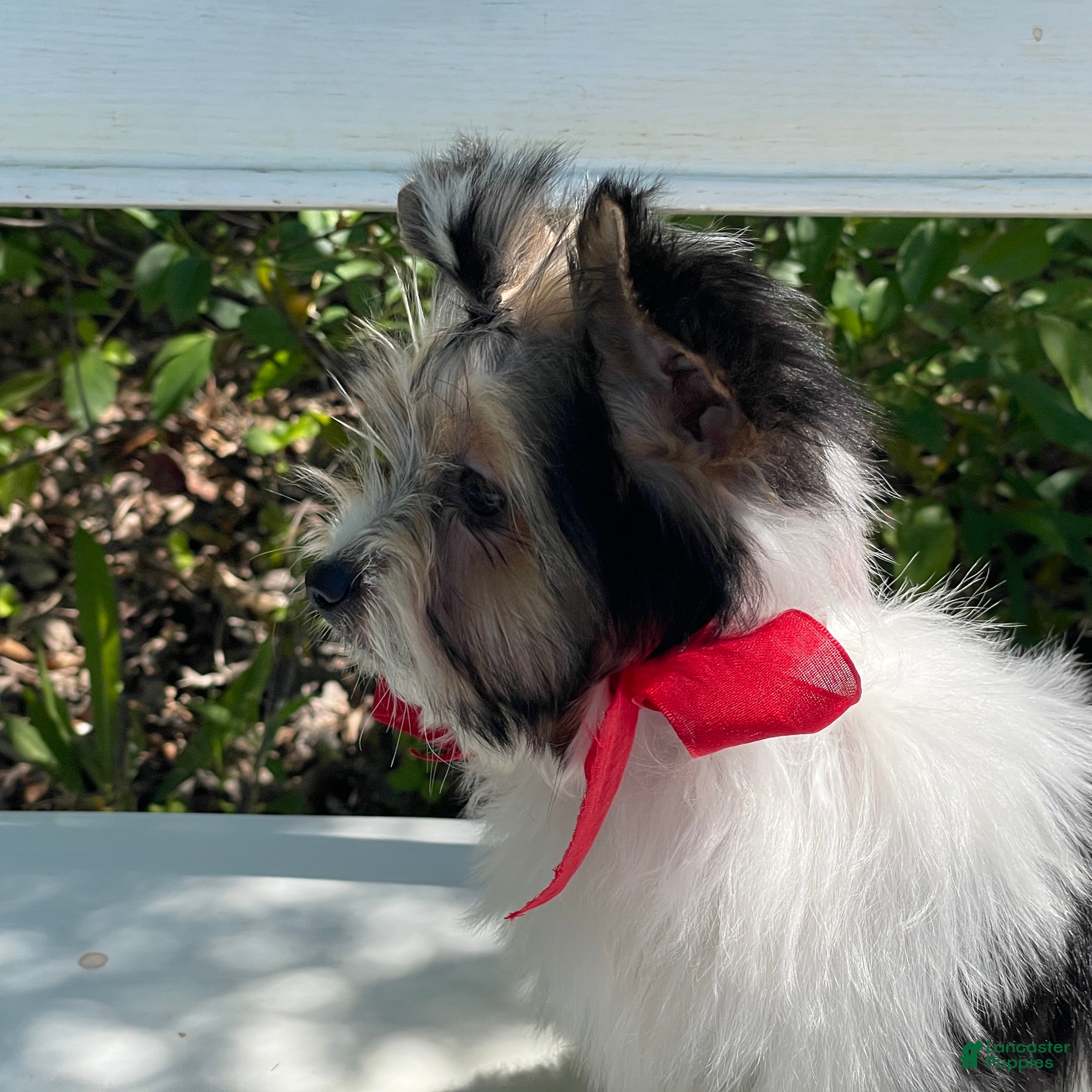 Biewer Terrier dogs Zeus - Ad 2