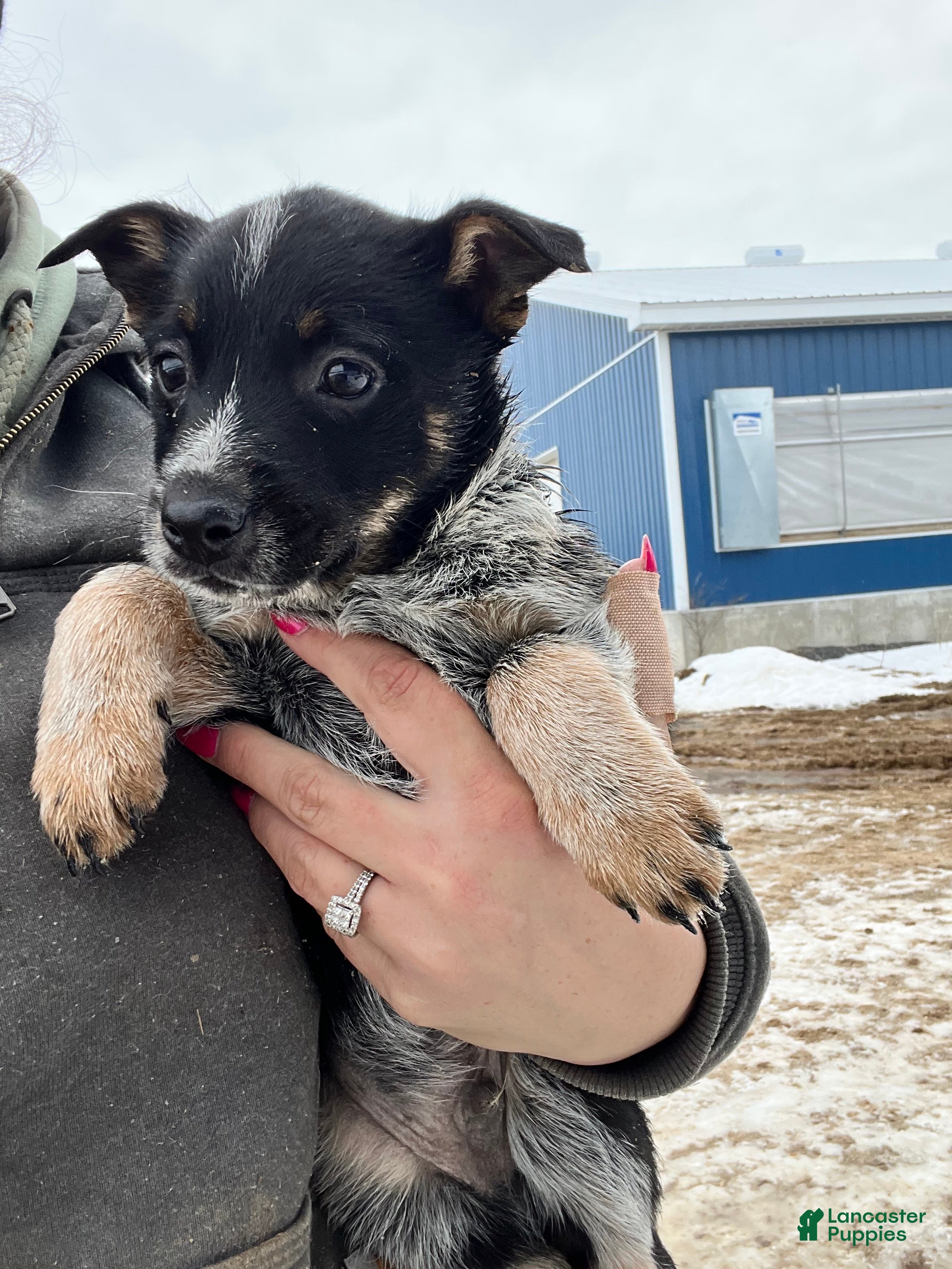 Australian Cattle Dog dogs Ranger - Ad 41