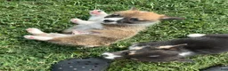 Welsh Corgi Pembroke dogs for sale: Welsh Corgi Pembroke Puppy 1 - Ad 3