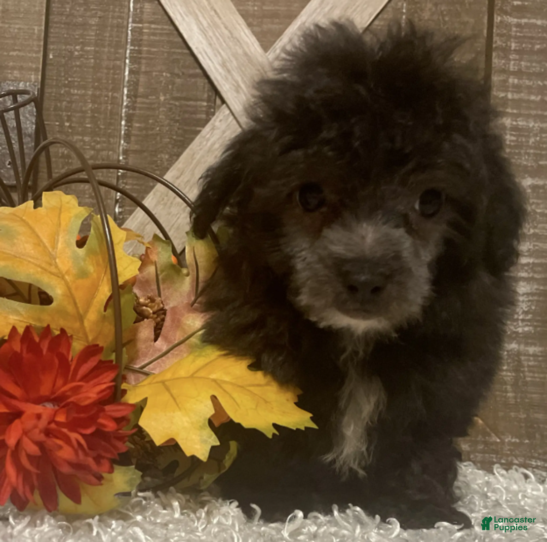 Toy Poodle dogs for sale: Fido - Ad 6