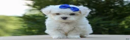 Maltese dogs for sale: OREO - Ad 6