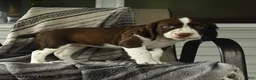 English Springer Spaniel dogs for sale: Raptor - Ad 3