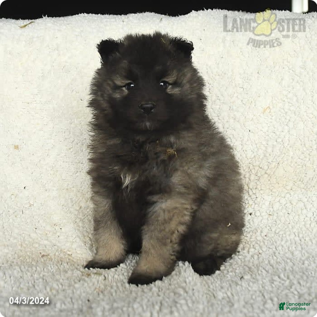 Gallery Image {{count}}