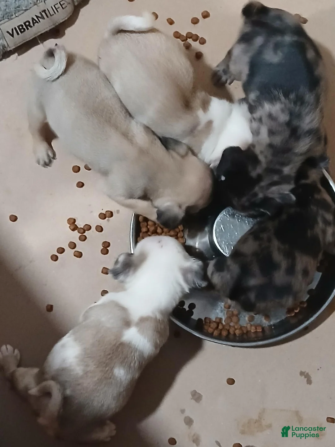 Pug dogs for sale: Pug 8 - Ad 3