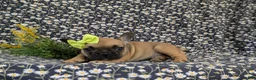 French Bulldog dogs for sale: Rhianna - Ad 6