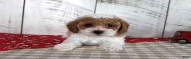 Buster