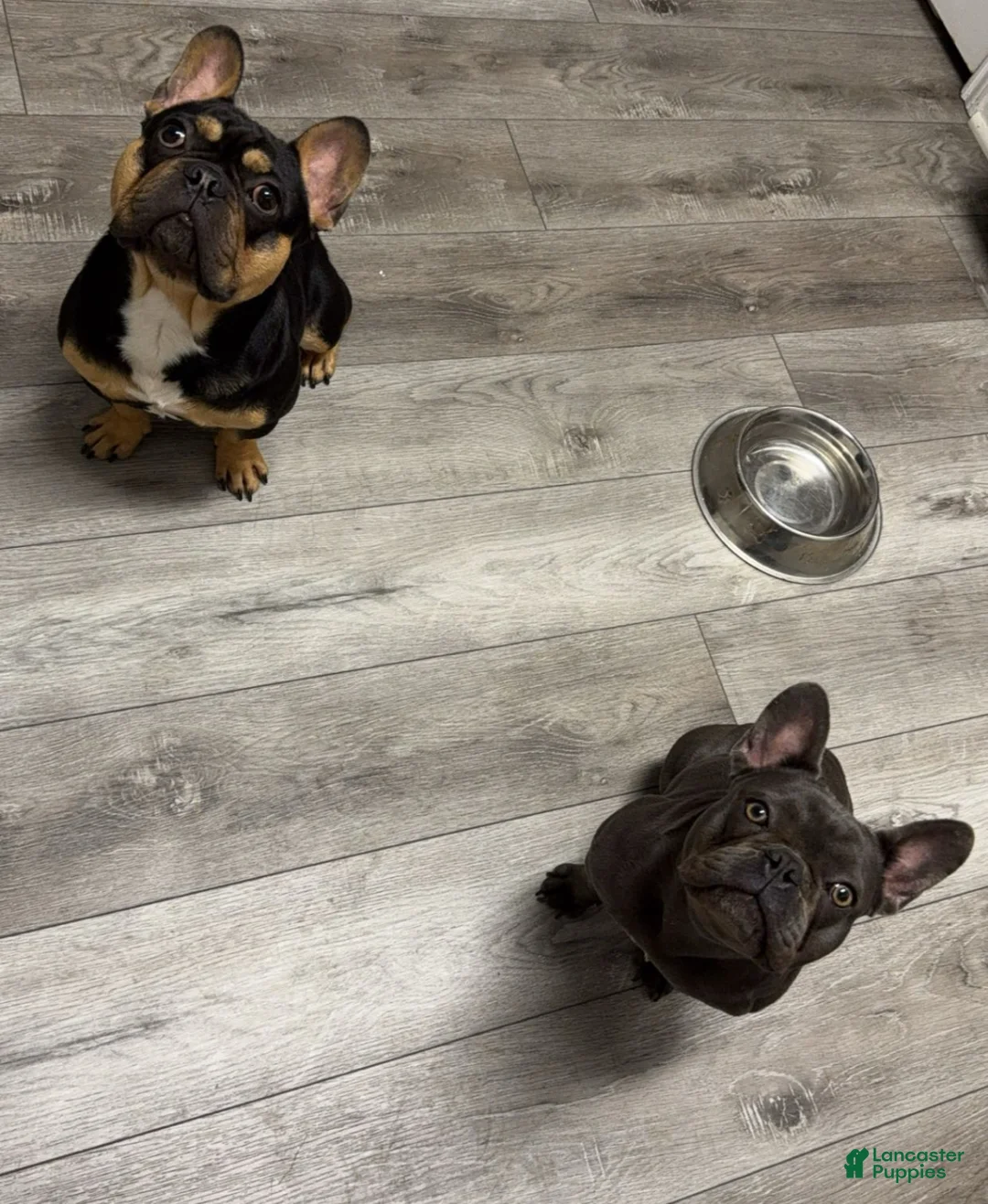 French Bulldog dogs for sale: French Bulldog Puppy 2 - Ad 3