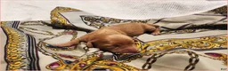 Miniature Dachshund dogs for sale: Honey  - Ad 3