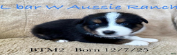 Miniature Australian Shepherd dogs for sale: Uncle Eric - Ad 1