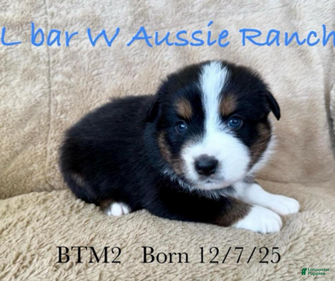 Miniature Australian Shepherd dogs for sale: Uncle Eric - Ad 1
