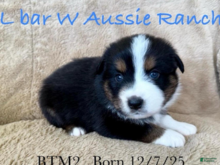 Miniature Australian Shepherd dogs Uncle Eric - Ad 7