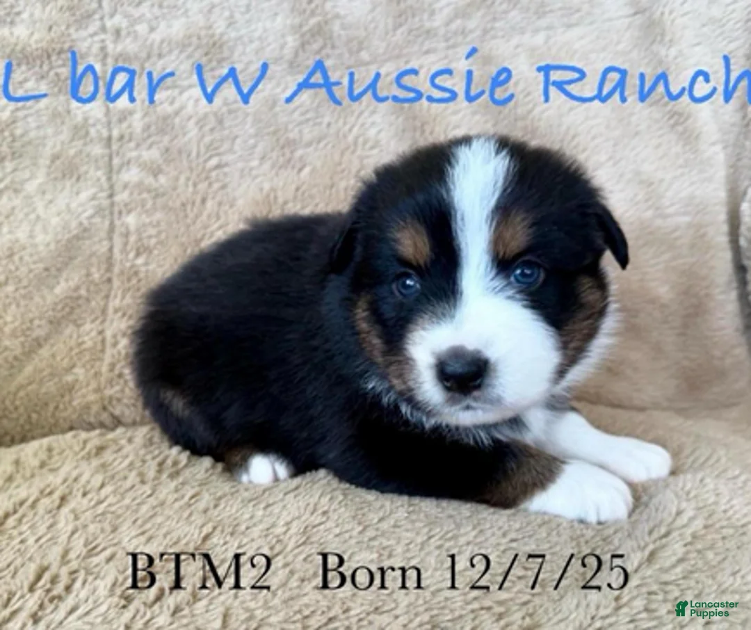 Miniature Australian Shepherd dogs for sale: Uncle Eric - Ad 1