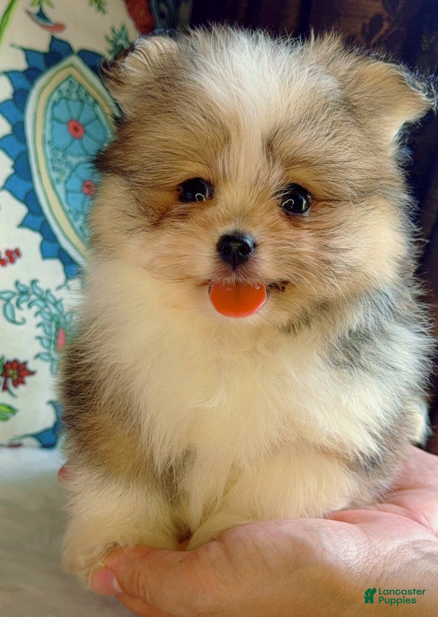 Mixed Breed dogs Designer Breed Yorkishire Terrier, Pomeranian Mix Puppy Male Ace - Ad 40