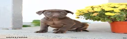 Labrador Retriever dogs for sale: London - Ad 1