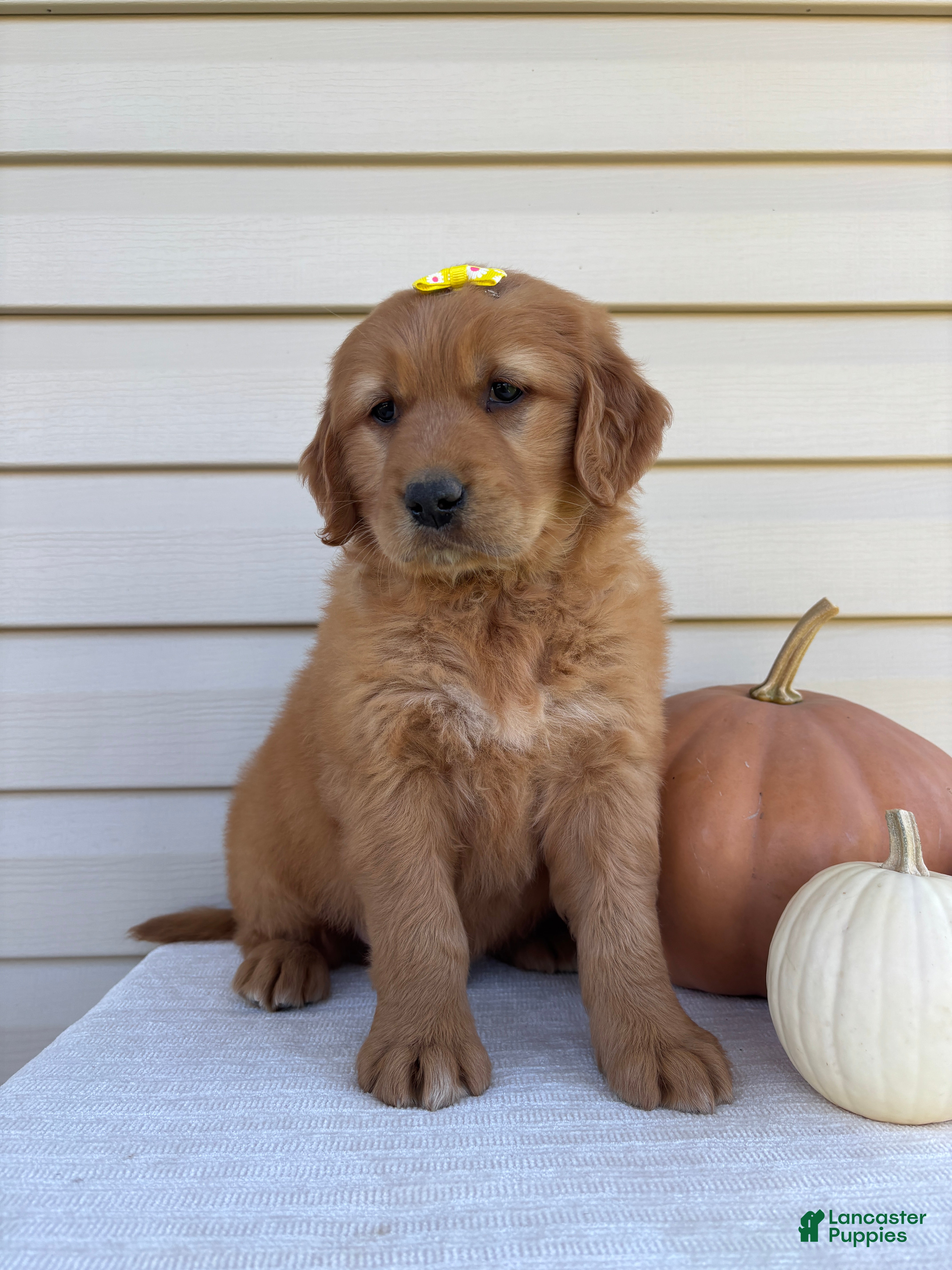 Golden Retriever dogs Ryder  - Ad 2