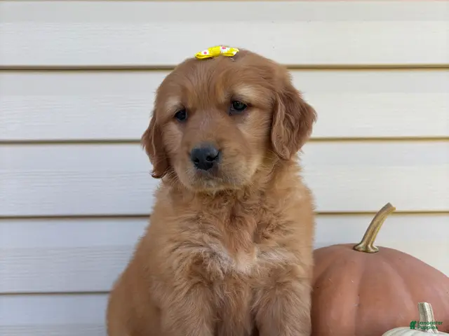 Golden Retriever dogs for sale: Ryder - Ad 2