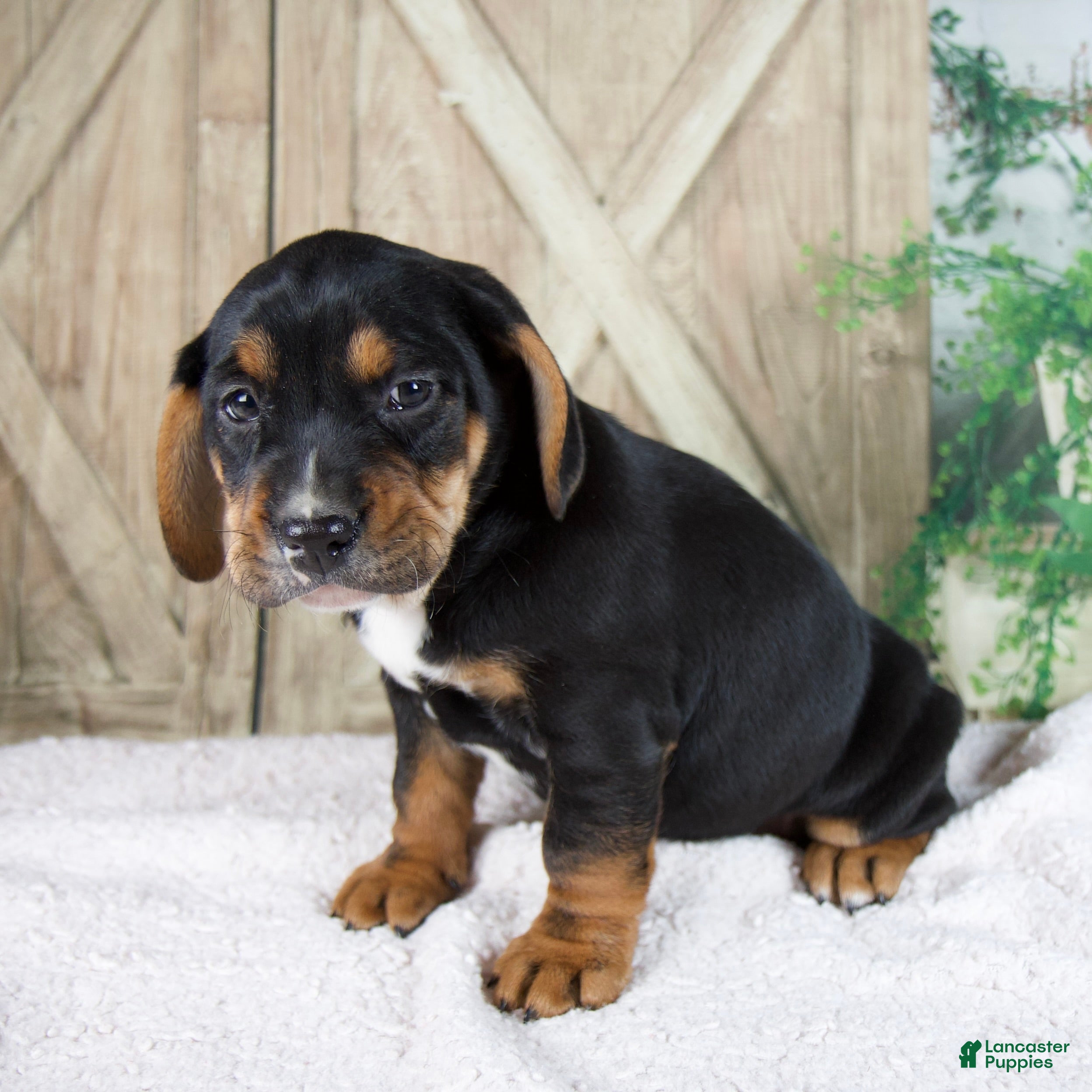 Mixed Breed dogs Winston - Ad 1