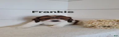 Frankie
